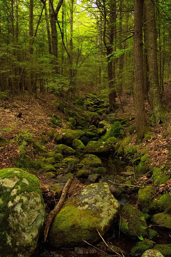 Dry forest stream-bed Photograph by Will Rice - Fine Art America