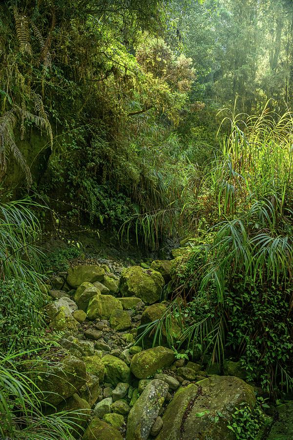 Dry Gully, Subtropical Forest Photograph by Alexander Kunz