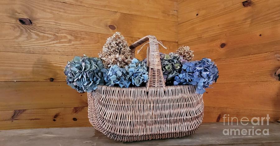 Basket Of Dried Hydrangeas  Photograph by Jeannie Rhode