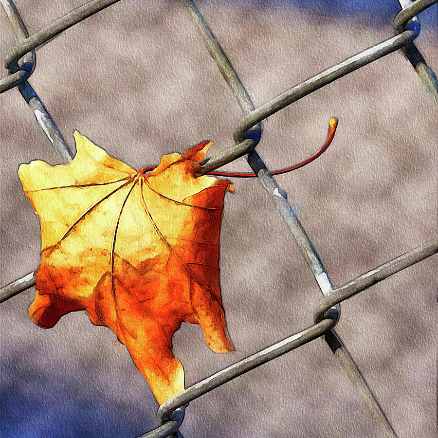 Dry Leaf on a Fence Mixed Media by Tatiana Travelways