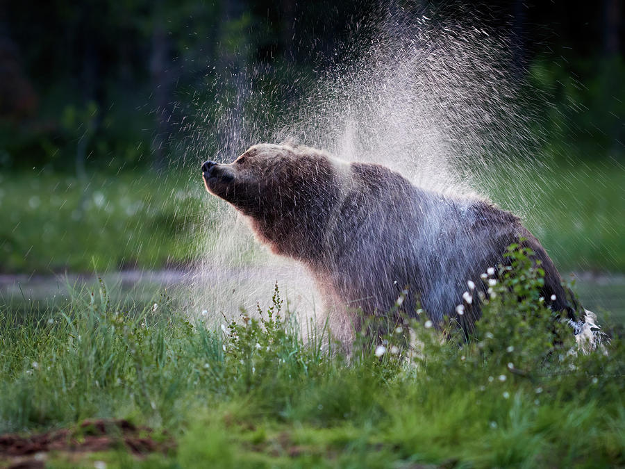 Dry out time. Brown bear. Photograph by Jouko Lehto