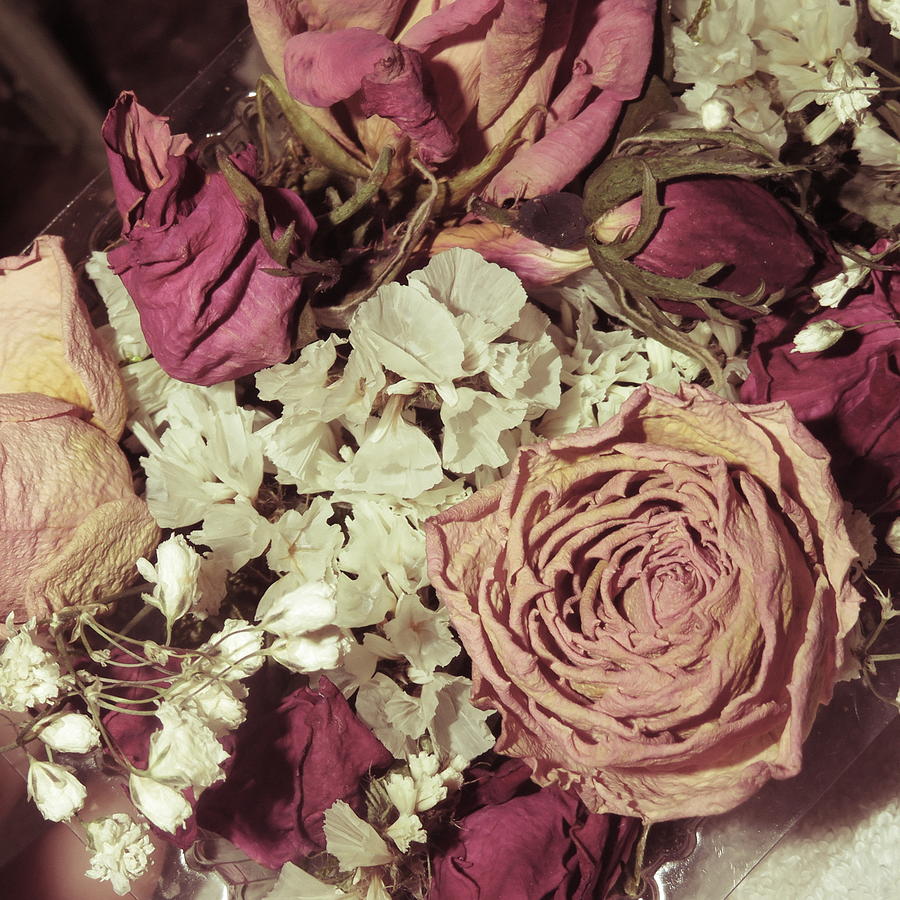 Dry Roses Sweet Image Wedding Hall Photograph