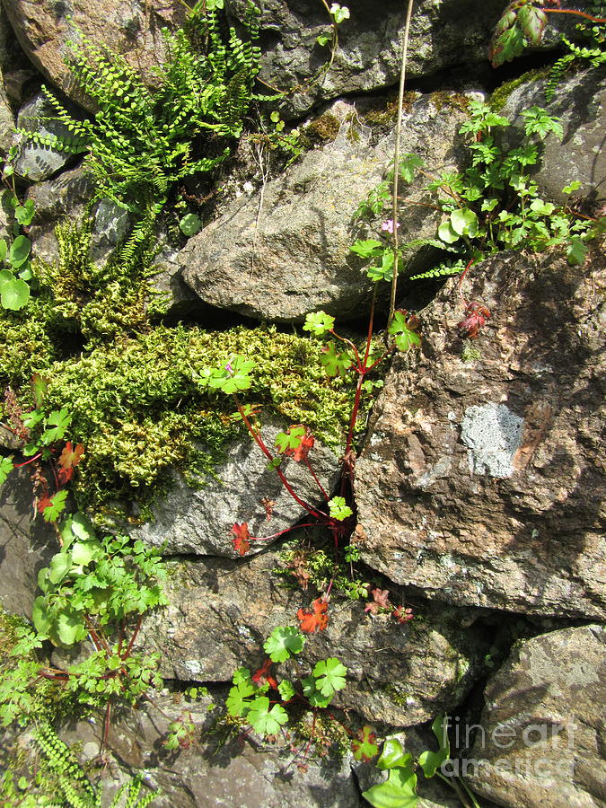 Dry Stone Wall With Moss And Ferns Photograph by Lesley Evered