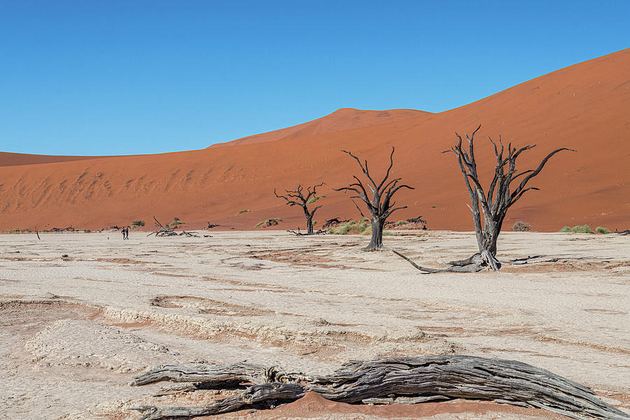 Dry Trees of Deadvlei Photograph by Douglas Wielfaert