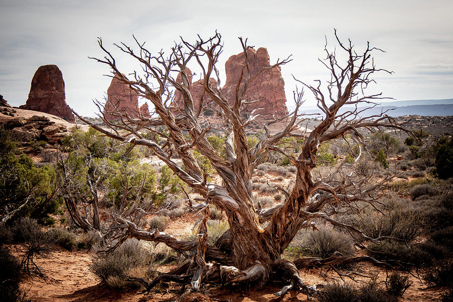 Dry vegetation at Arches National Park in the desert of Utah Photograph ...