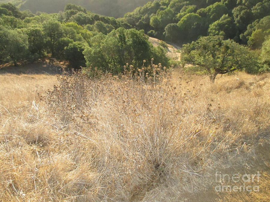 Dry weeds Photograph by Suzanne Leonard - Pixels