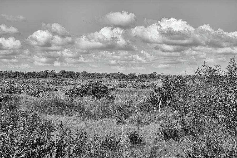 Dry Wetland Photograph by Robert Wilder Jr