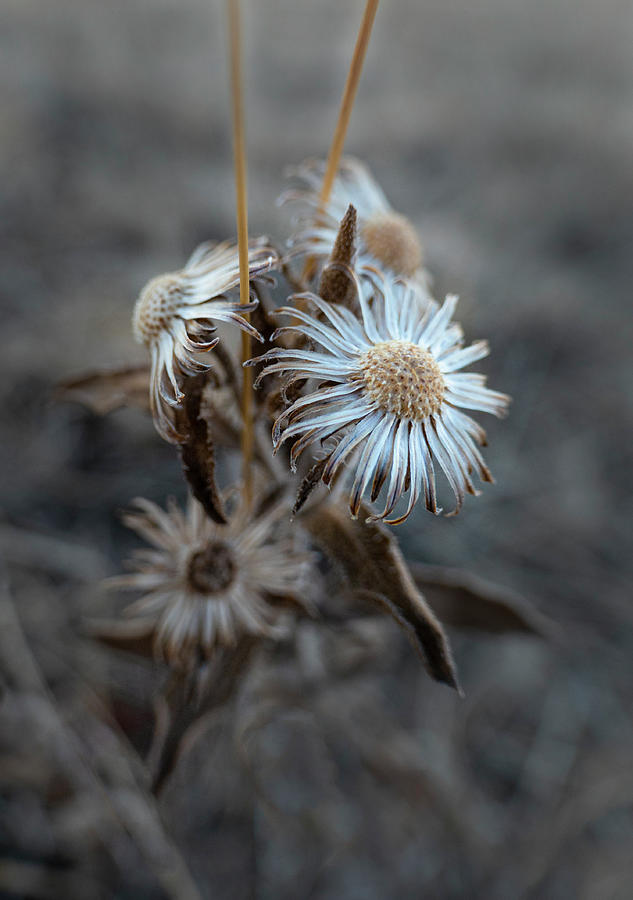 Winter Photograph - Dry Winter Flower Panicles by Phil And Karen Rispin