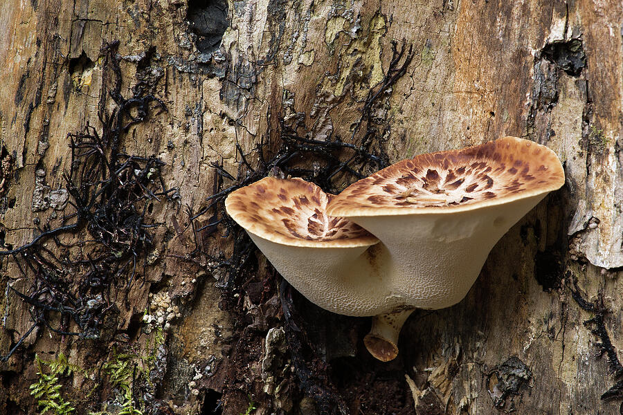 Dryad Saddle Shelf Mushroom Photograph by Dale Kincaid