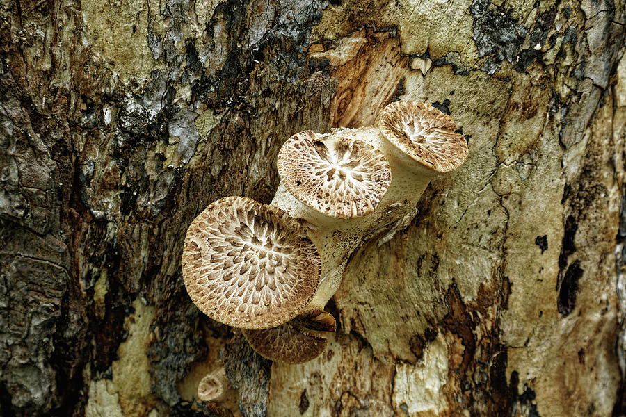Dryads Saddle  Photograph by Jeff Townsend