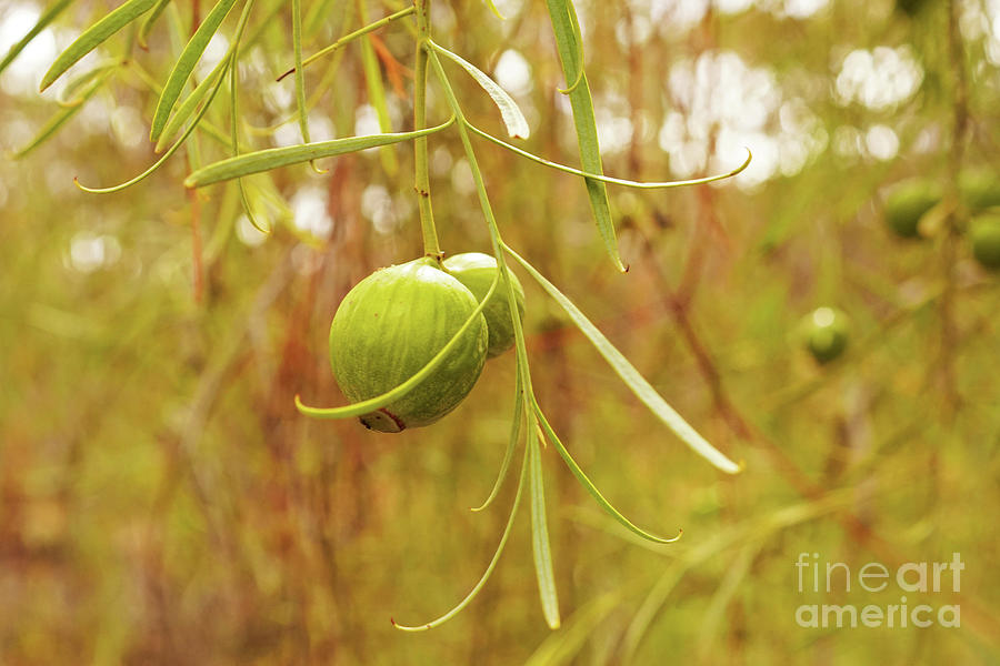 Dryandra Nuts Photograph by Cassandra Buckley
