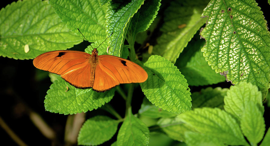 Dryas Iulia Butterfly Photograph by Debra Kewley