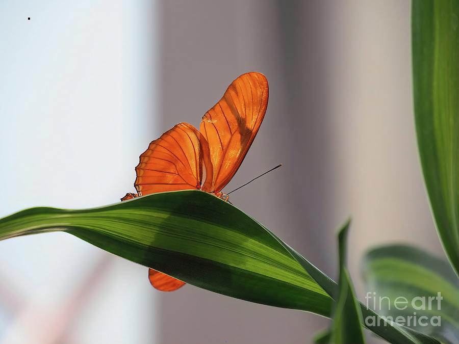 Dryas Julia Butterfly Photograph by Karin Everhart - Fine Art America