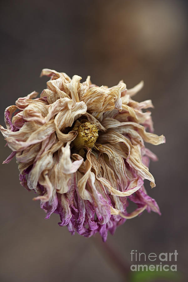 Drying and Aged Dahlia Photograph by Joy Watson