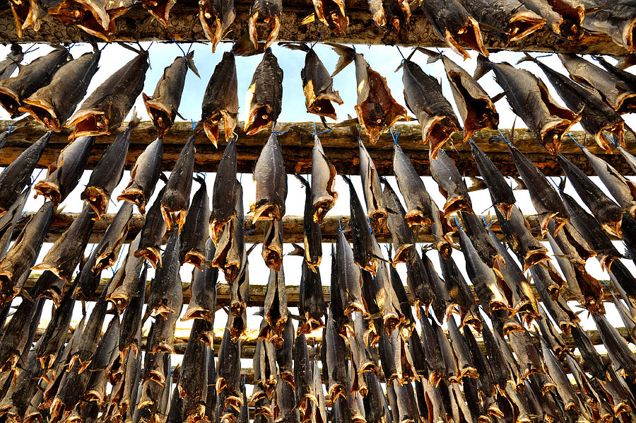 Drying fish at Saudarkrokur, Northwest of Iceland Photograph by Feifei Cui-Paoluzzo