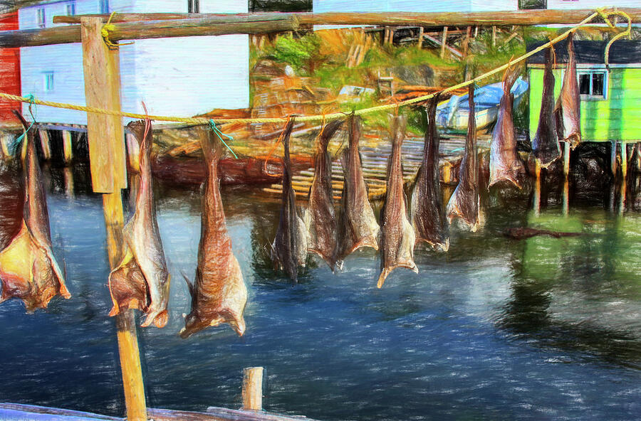 Drying fish in Salvage Newfoundland Photograph by Tatiana Travelways