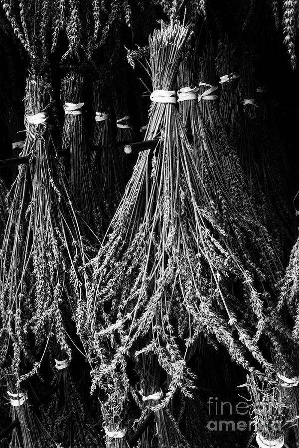 Drying Lavender black and white Photograph by Paul Ward