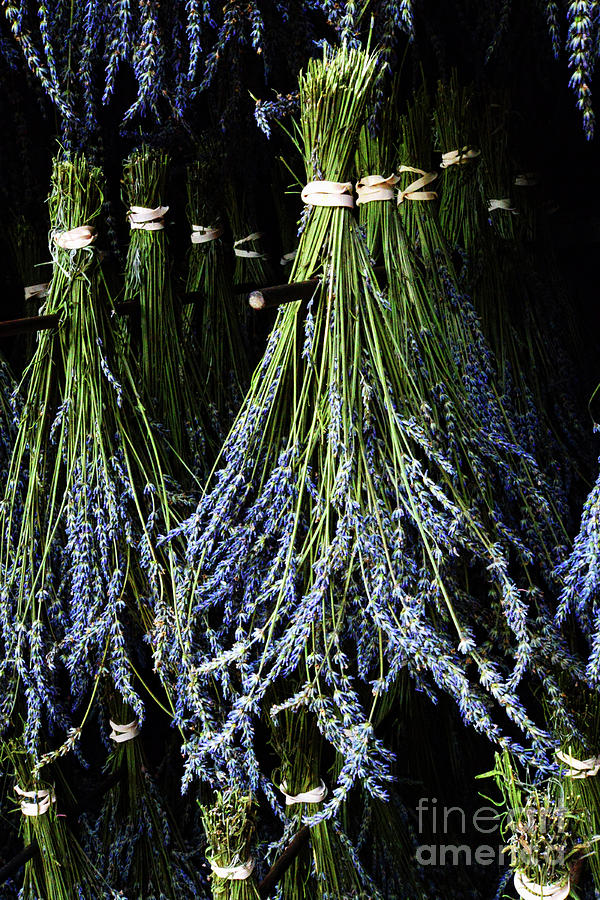 Drying Lavender Photograph by Paul Ward