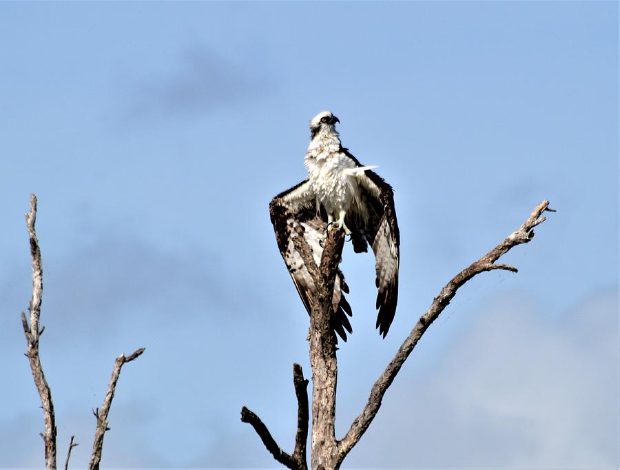 Drying Osprey Photograph by Warren Thompson