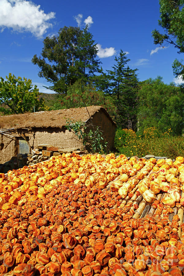 Drying peaches on farm in rural Chuquisaca Bolivia Photograph by James Brunker