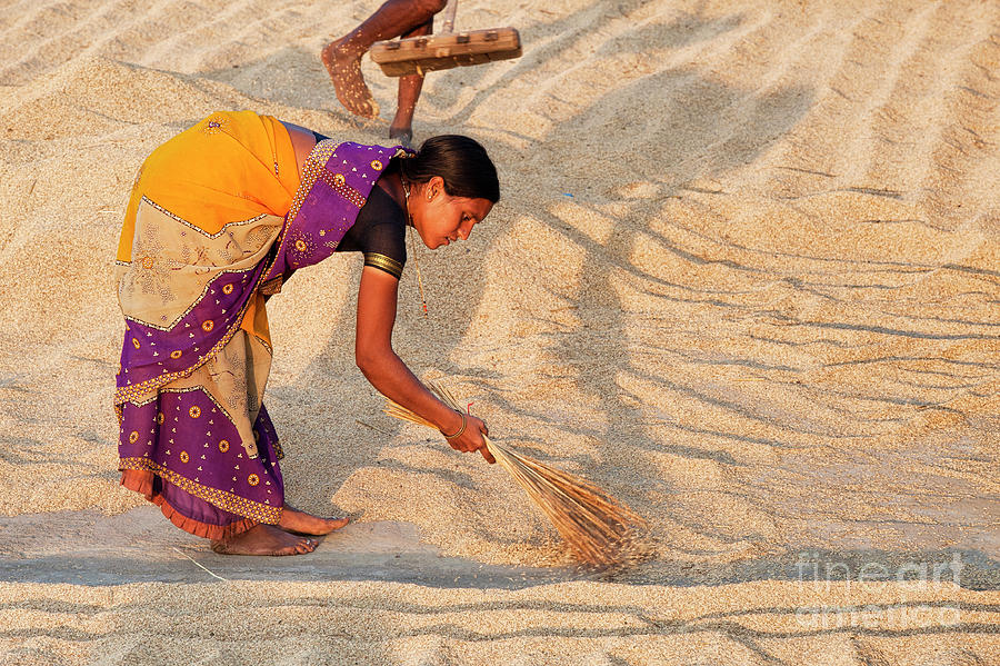 Drying Rice at Sunset India Photograph by Tim Gainey