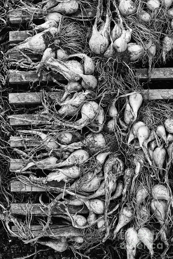 Drying Shallots Monochrome Photograph by Tim Gainey