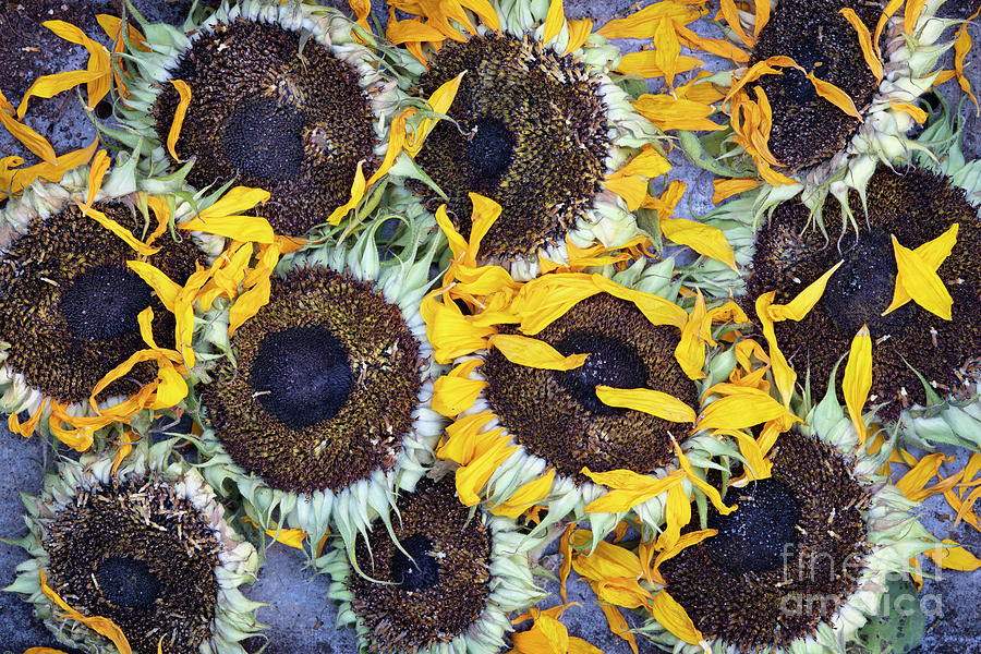 Drying Sunflowers Photograph by Tim Gainey