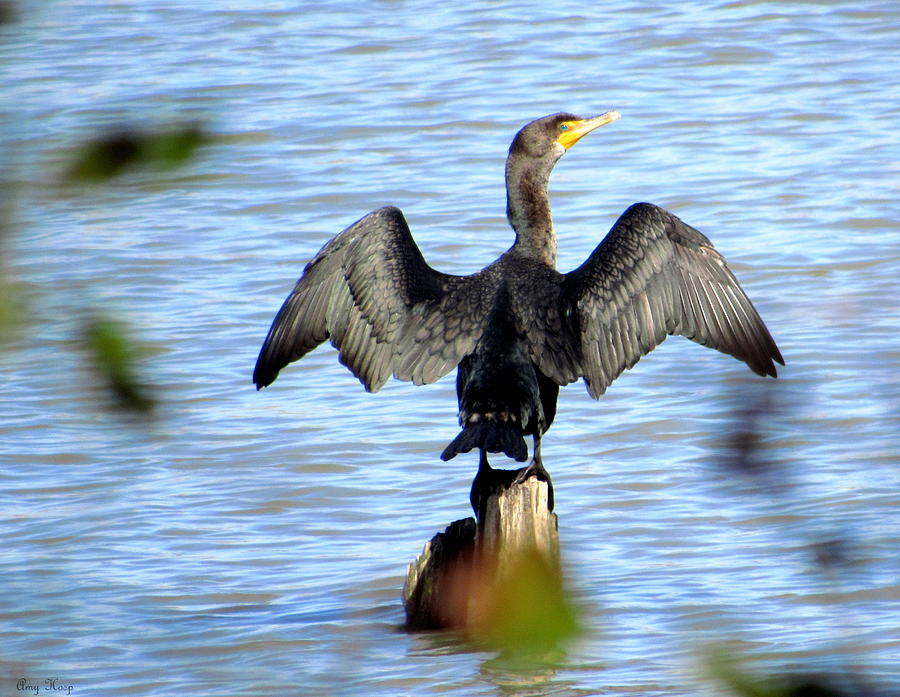Cormorant Drying Their Wings Photograph by Amy Hosp