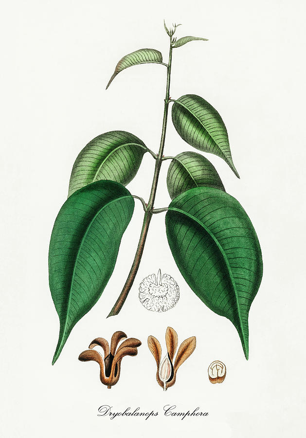 Nature Digital Art -  Dryobalanops Camphoral - Borneo Camphor -  Medical Botany - Vintage Botanical Illustration by Studio Grafiikka