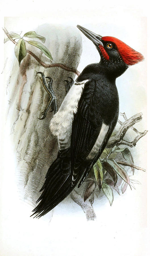 Dryocopus javensis richardsi Drawing by John Gerrard Keulemans Fine