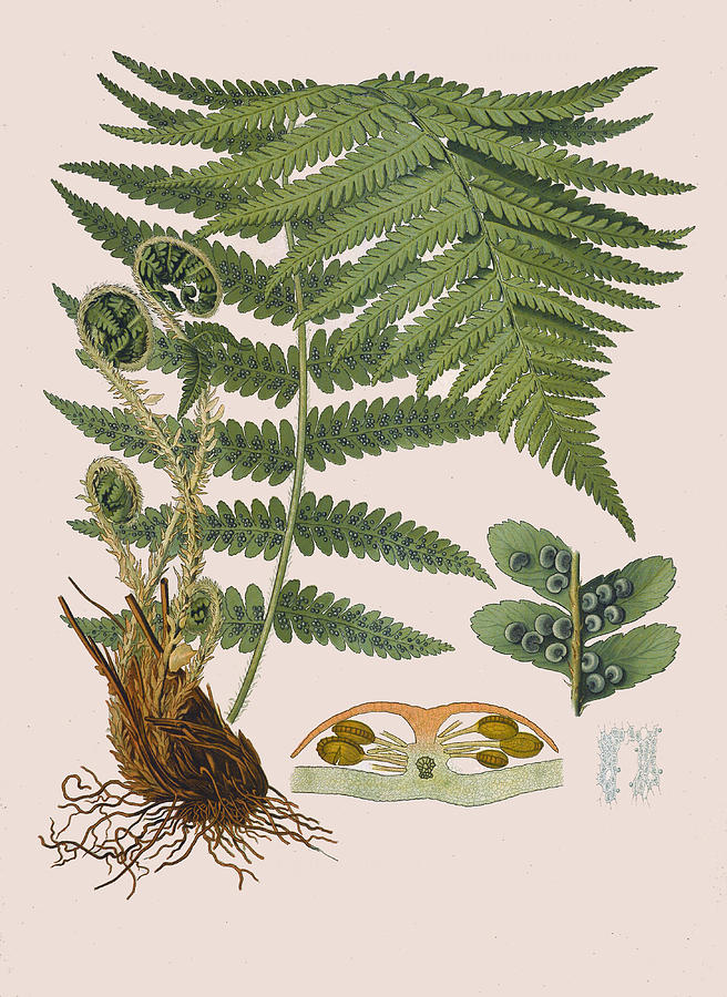 Dryopteris filix-mas Drawing by Walther Otto Mueller