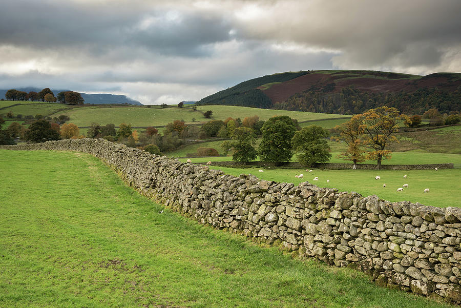 Drystone Wall, Lake District, England, UK Photograph by Sarah Howard