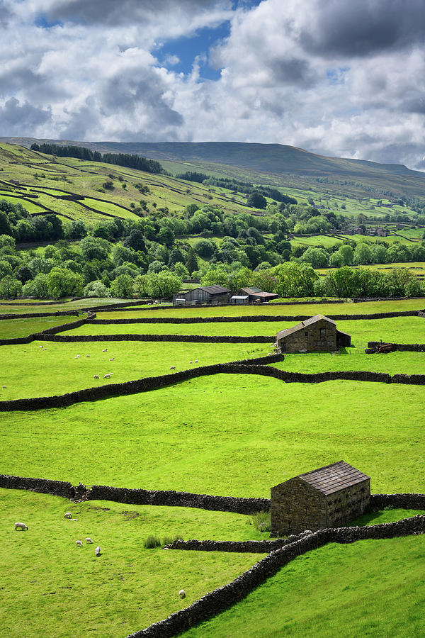 Sheep Photograph - Drystone walls and Swaledale sheep barns in Valley of the River  by Reimar Gaertner