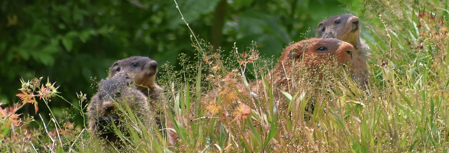DSC_184351021 Groundhog Family Panorama 001 Photograph by George Bostian