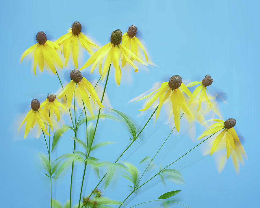 Coneflower Photograph - Yellow Coneflowers In The Wind by Jim Hughes