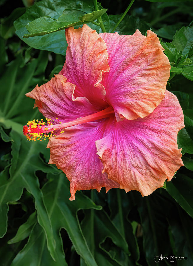 Dual Colored Hibiscus Photograph by Aaron Burrows