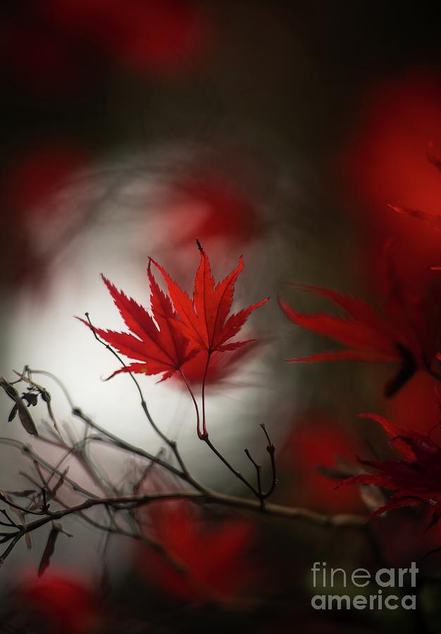 Dual Red Maple Leaves Mood Photograph by Mike Reid