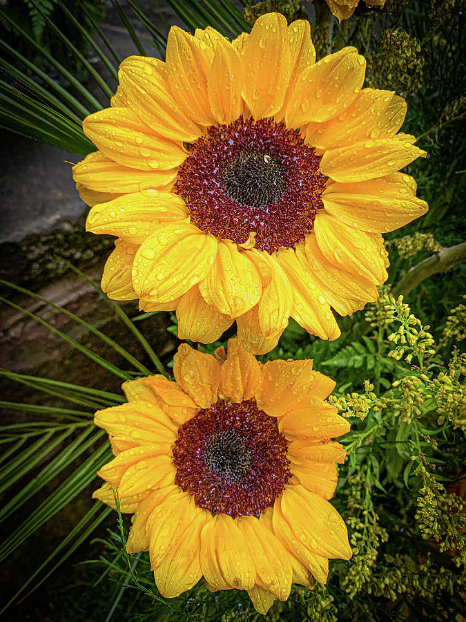 Dual sunflowers  Photograph by Jim Feldman