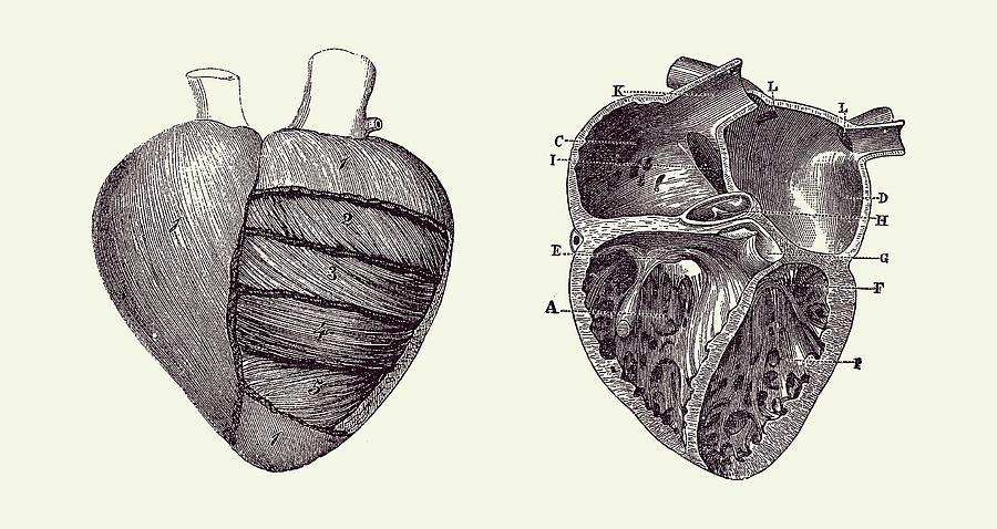 Dual View Heart Diagram Vintage Anatomy Poster 2 Drawing By Vintage Anatomy Prints