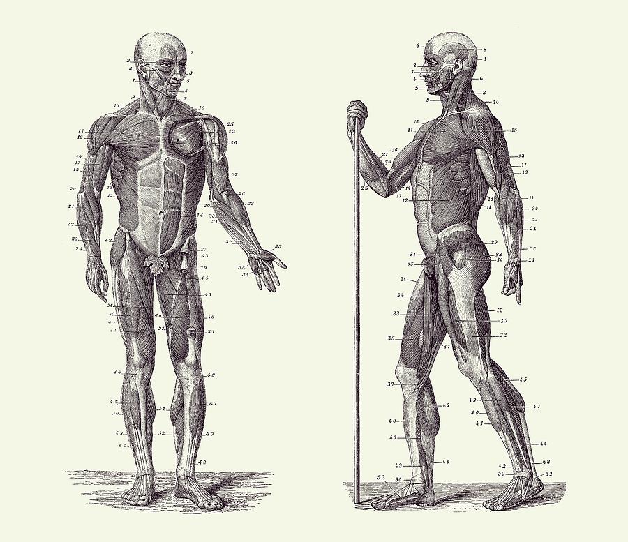 Dual View Human Muscle System - Vintage Anatomy 2 Drawing by Vintage Anatomy Prints
