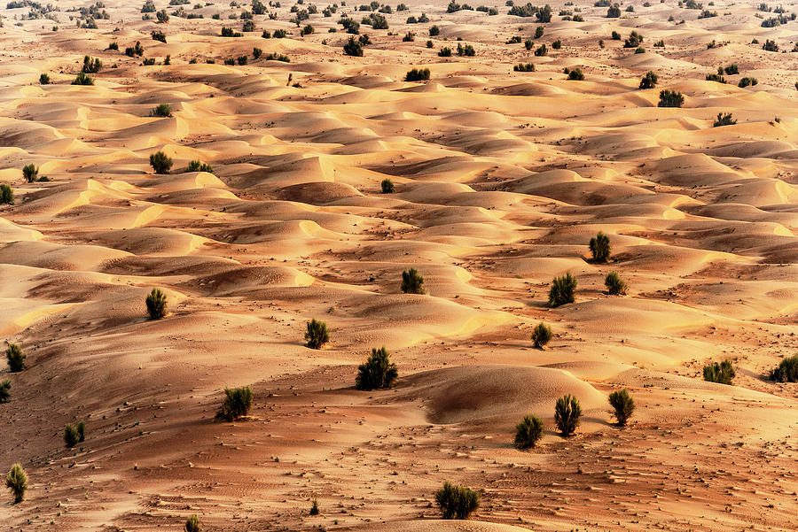 Dubai UAE - Desert Dunes Photograph by Philippe HUGONNARD