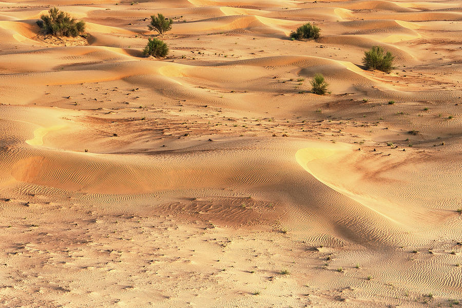 Dubai UAE - Dunes Photograph by Philippe HUGONNARD