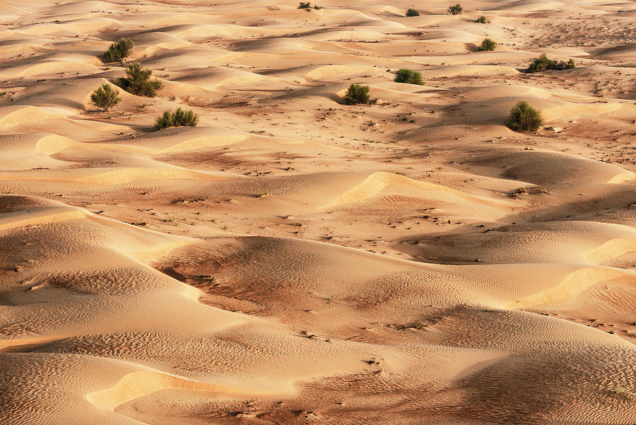 Dubai UAE - Sand Dunes Photograph by Philippe HUGONNARD