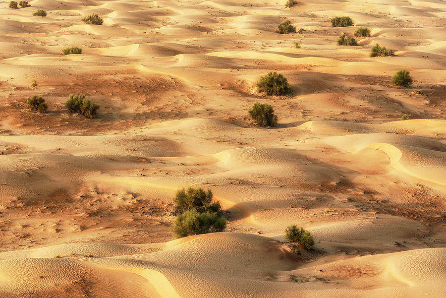 Dubai UAE - Sunset Sand Dunes II Photograph by Philippe HUGONNARD