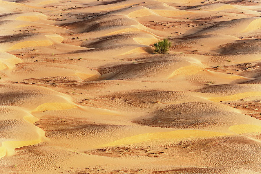 Dubai UAE - Sunset Sand Dunes Photograph by Philippe HUGONNARD
