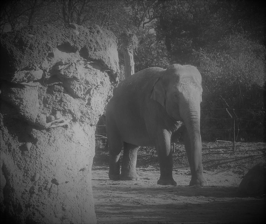 Dublin Zoo Elephant Photograph by Selina Shepard - Fine Art America