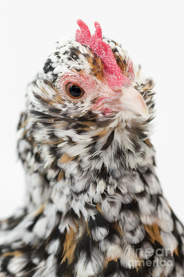 dUccle Chicken Photograph by Jeannette Hunt