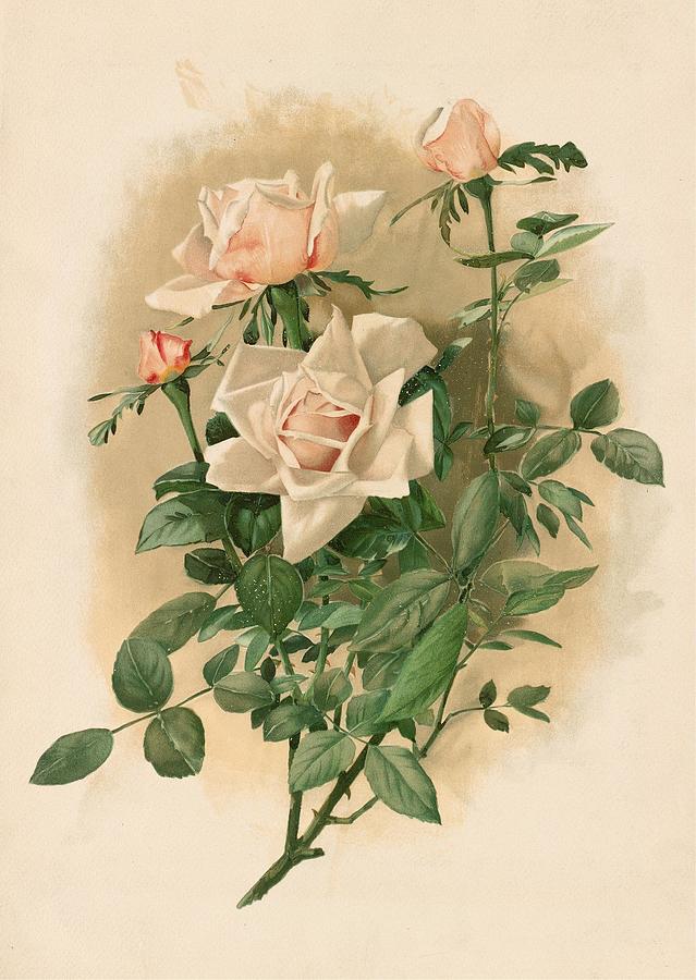 Duchesse de Vallombrosa Roses Painting by Thaddeus Welch American ...