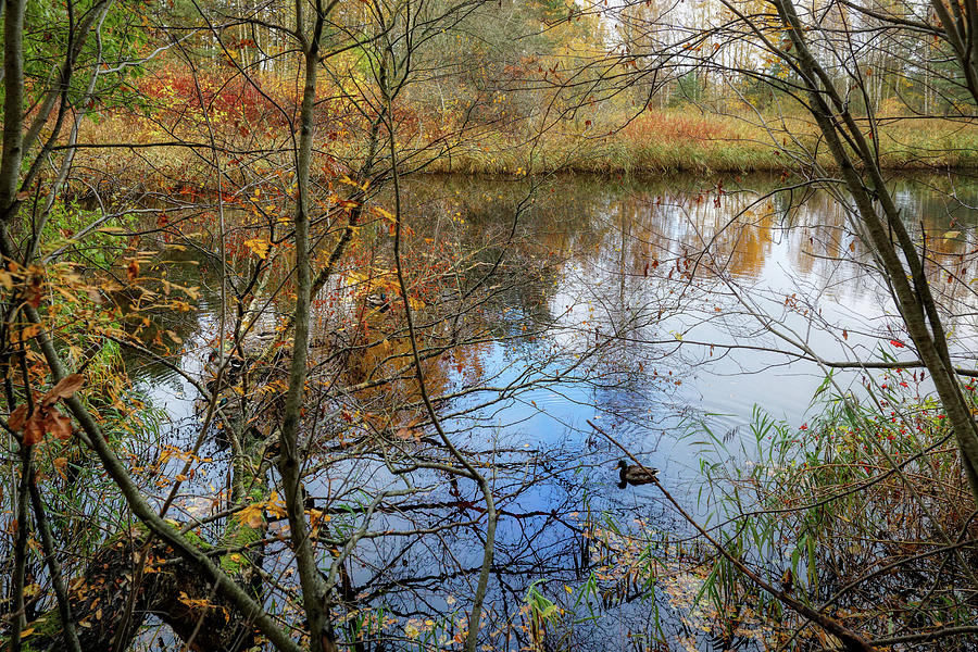 Duck And Autumn Tranquility Latvia  Photograph by Aleksandrs Drozdovs