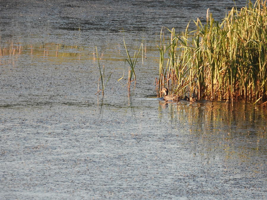 Duck And Ducklings Photograph by Amanda R Wright